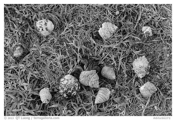 Cluster of hermit crabs on grassy area, Garden Key. Dry Tortugas National Park (black and white)
