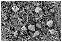 Cluster of hermit crabs on grassy area, Garden Key. Dry Tortugas National Park, Florida, USA. (black and white)