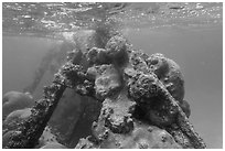Coral-covered part of Windjammer wreck breaking surface. Dry Tortugas National Park ( black and white)