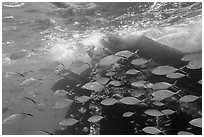 School of tropical fish and Windjammer wreck. Dry Tortugas National Park, Florida, USA. (black and white)