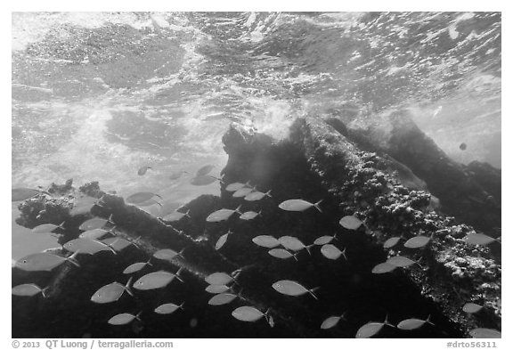 School of Bermuda Chubs, Avanti wreck, and surge. Dry Tortugas National Park (black and white)