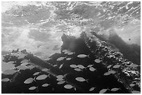 School of Bermuda Chubs, Avanti wreck, and surge. Dry Tortugas National Park ( black and white)