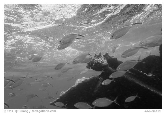 Fish around Windjammer wreck. Dry Tortugas National Park (black and white)