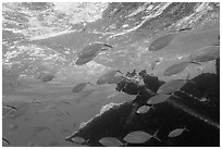 Fish around Windjammer wreck. Dry Tortugas National Park ( black and white)