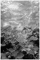 Tropical fish around Avanti wreck. Dry Tortugas National Park ( black and white)