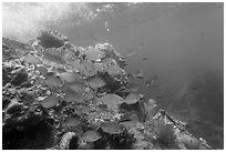 Bermuda Chub fish around Windjammer Wreck. Dry Tortugas National Park ( black and white)