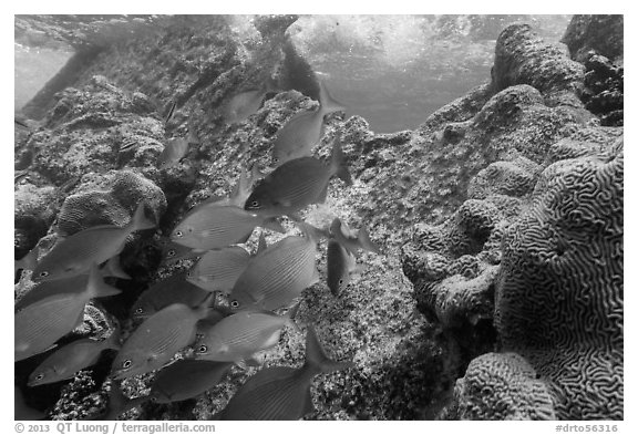 Bermuda Chubs and brain coral, Avanti wreck. Dry Tortugas National Park (black and white)