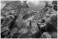 Bermuda Chubs and brain coral, Avanti wreck. Dry Tortugas National Park, Florida, USA. (black and white)