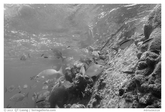 Coral and Windjammer Wreck. Dry Tortugas National Park (black and white)