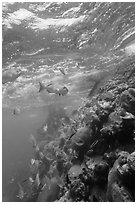 Marine wildlife around Windjammer Wreck. Dry Tortugas National Park, Florida, USA. (black and white)
