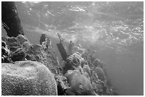 Brain coral on Avanti wreck. Dry Tortugas National Park, Florida, USA. (black and white)