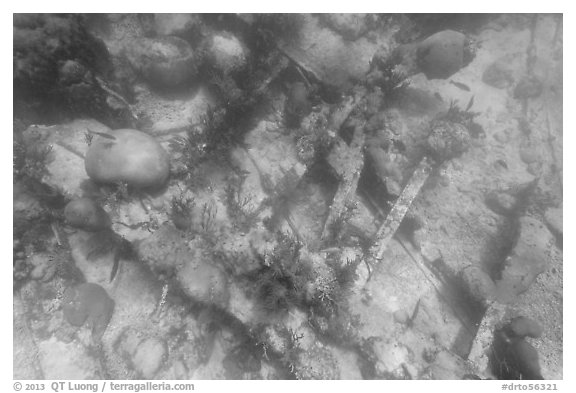 Coral and Windjammer Wreck. Dry Tortugas National Park (black and white)