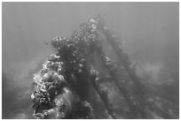 Sunken wreck of Avanti. Dry Tortugas National Park ( black and white)