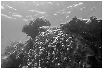Coral-covered wreck of Windjammer. Dry Tortugas National Park, Florida, USA. (black and white)