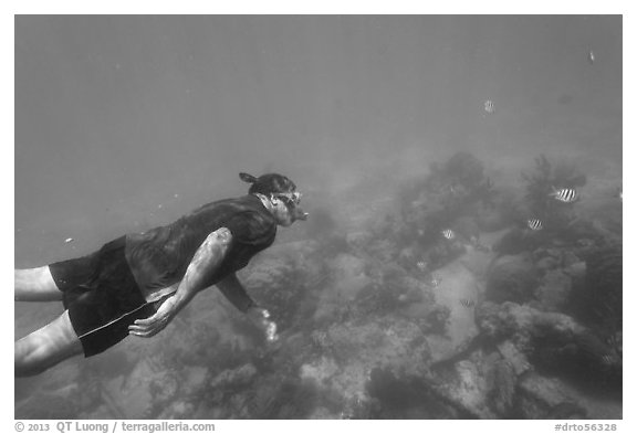 Free diver swimming amidst fish and coral. Dry Tortugas National Park (black and white)