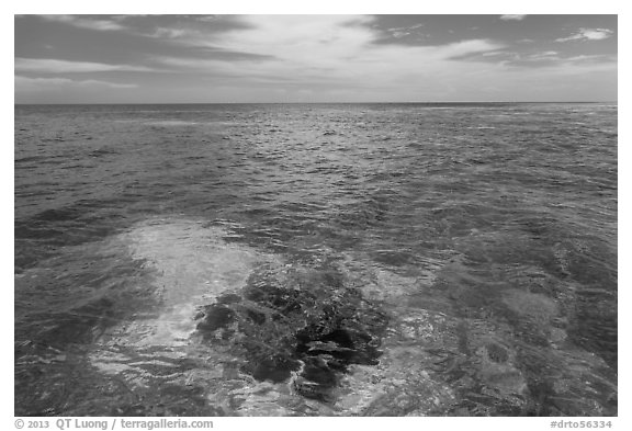 Coral head and ocean, Loggerhead Key. Dry Tortugas National Park (black and white)