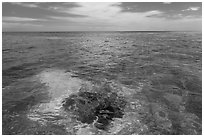 Coral head and ocean, Loggerhead Key. Dry Tortugas National Park ( black and white)