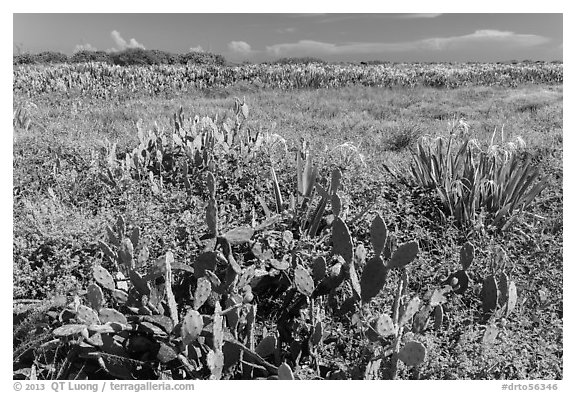 Prickly Pear cactus, Loggerhead Key. Dry Tortugas National Park (black and white)