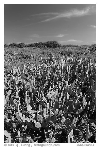 Cactus and geiger trees, Loggerhead Key. Dry Tortugas National Park (black and white)