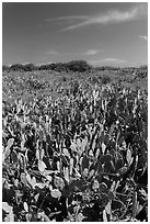 Cactus and geiger trees, Loggerhead Key. Dry Tortugas National Park ( black and white)
