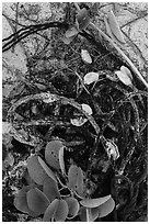 Marine ropes and mussels, Loggerhead Key. Dry Tortugas National Park, Florida, USA. (black and white)