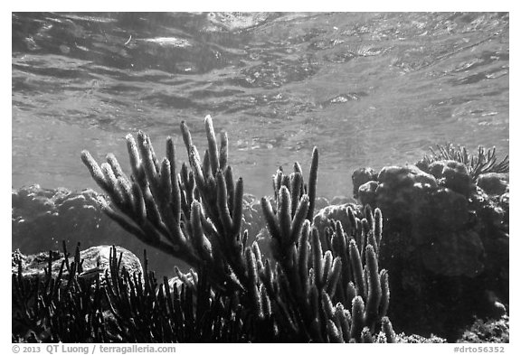 Soft coral, Little Africa, Loggerhead Key. Dry Tortugas National Park (black and white)
