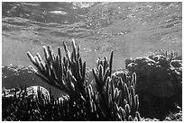 Soft coral, Little Africa, Loggerhead Key. Dry Tortugas National Park ( black and white)