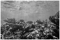 Fish and coral reef, Little Africa, Loggerhead Key. Dry Tortugas National Park ( black and white)