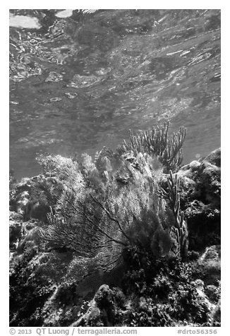 Fan coral, Little Africa, Loggerhead Key. Dry Tortugas National Park (black and white)