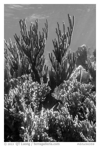 Corals, Little Africa, Loggerhead Key. Dry Tortugas National Park (black and white)