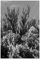 Corals, Little Africa, Loggerhead Key. Dry Tortugas National Park ( black and white)