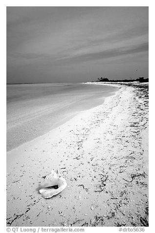 Conch shell and sandy beach on Bush Key. Dry Tortugas National Park (black and white)