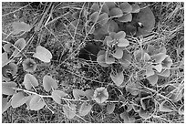 Ground view with flowers and fallen leaves, Garden Key. Dry Tortugas National Park, Florida, USA. (black and white)