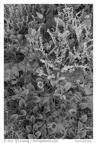 Ground vegetation, Garden Key. Dry Tortugas National Park (black and white)