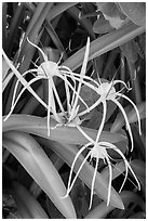 Close-up of flowers, Garden Key. Dry Tortugas National Park ( black and white)
