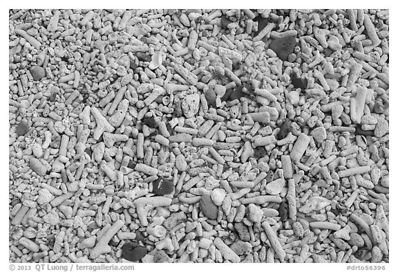 Coral and brick pieces on beach, Garden Key. Dry Tortugas National Park (black and white)