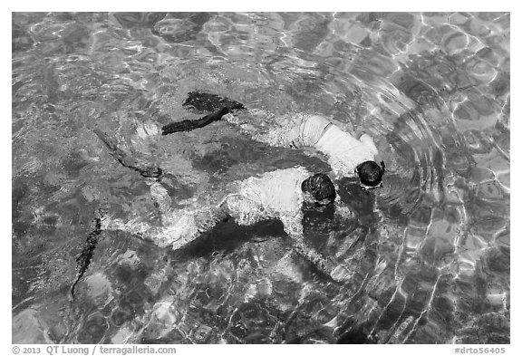 Man and boy seen snorkeling from above. Dry Tortugas National Park (black and white)