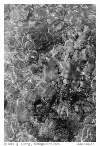 Coral underwater seen from above, Garden Key. Dry Tortugas National Park (black and white)