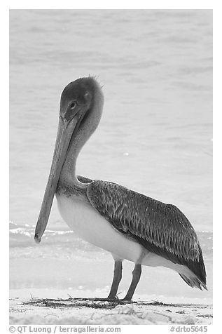 Pelican, Garden Key. Dry Tortugas National Park (black and white)