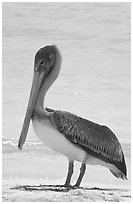 Pelican, Garden Key. Dry Tortugas National Park, Florida, USA. (black and white)