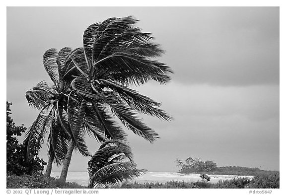 Palm trees windblown on a stormy day. Dry Tortugas National Park (black and white)