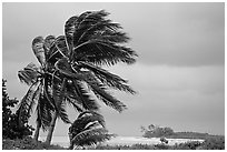 Palm trees windblown on a stormy day. Dry Tortugas National Park ( black and white)