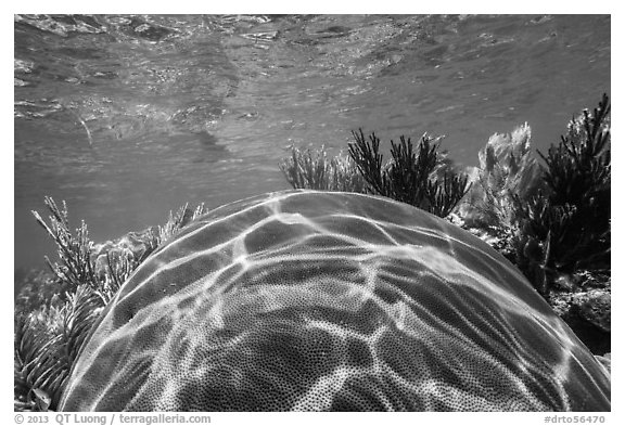 Large brain coral, Little Africa reef. Dry Tortugas National Park (black and white)