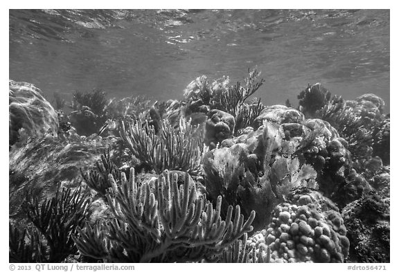 Variety of colorful corals, Little Africa reef. Dry Tortugas National Park (black and white)