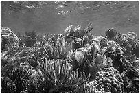 Variety of colorful corals, Little Africa reef. Dry Tortugas National Park ( black and white)