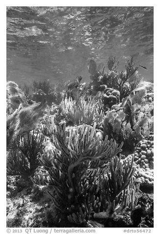 Dense colorful corals, Little Africa reef. Dry Tortugas National Park (black and white)