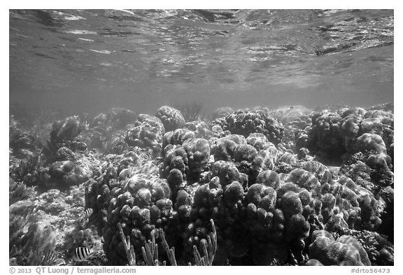 Coral reef, Little Africa, Loggerhead Key. Dry Tortugas National Park (black and white)