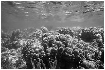 Coral reef, Little Africa, Loggerhead Key. Dry Tortugas National Park ( black and white)
