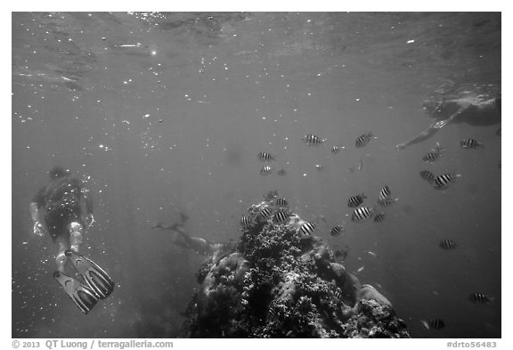 Snorklers, fish, and coral. Dry Tortugas National Park (black and white)