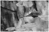 Alligator eye emerging from swamp. Everglades National Park, Florida, USA. (black and white)